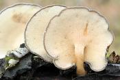 winterhoutzwam (lentinus brumalis) 11-2008 3498